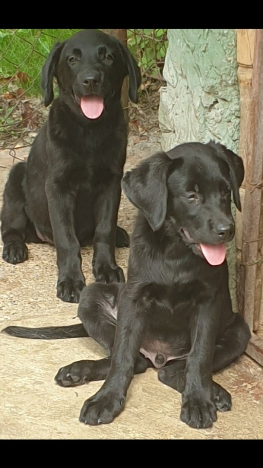 Labrador, čistokrvni štenci - foto povečava