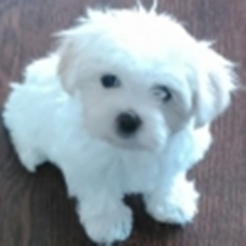 Maltezer, snežno belo štene - foto povečava