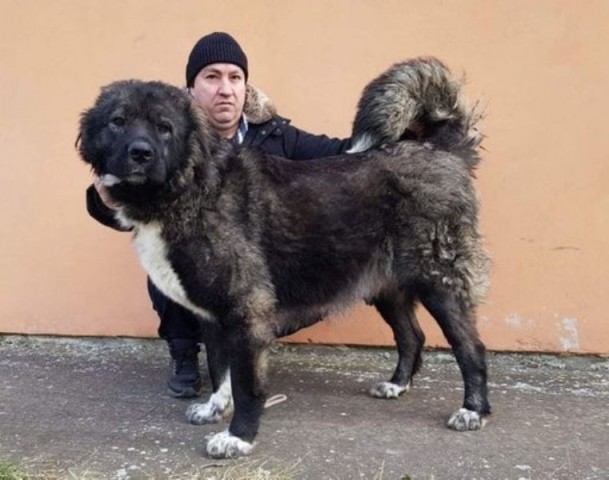 Kavkaski ovčar vrhunski štenci - foto