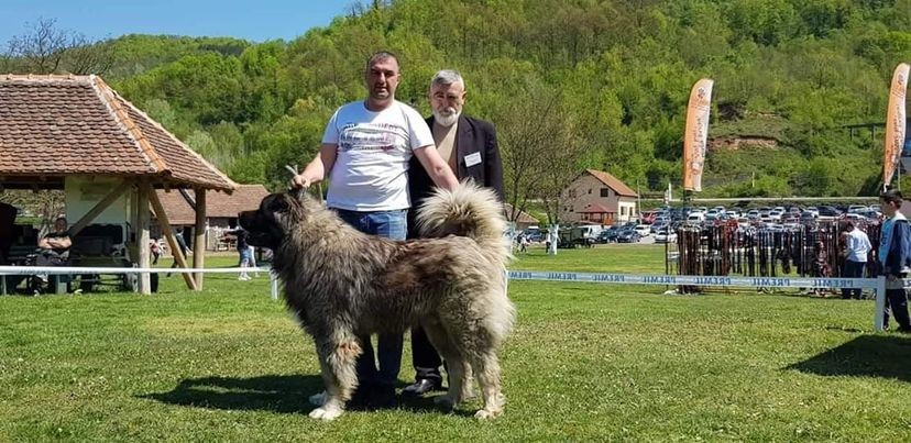 Kavkaski ovčar, mužjak i ženka  - foto povečava