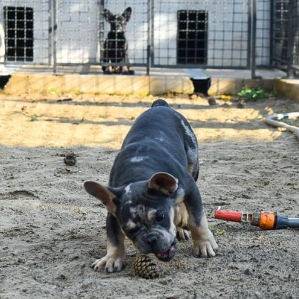 Francuski buldog štenci egzotični - foto povečava