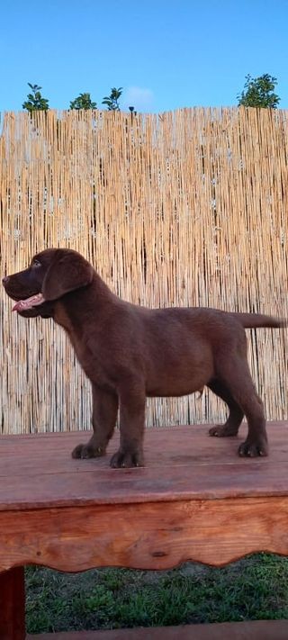 Labrador retriver muški štenci - foto povečava