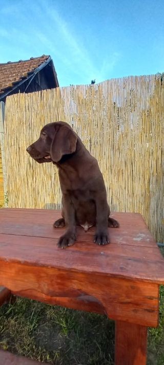 Labrador retriver muški štenci - foto povečava