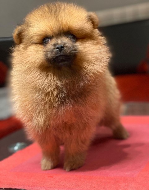 Pomeranac BOO, čistokrvni minijaturni štenci  - foto