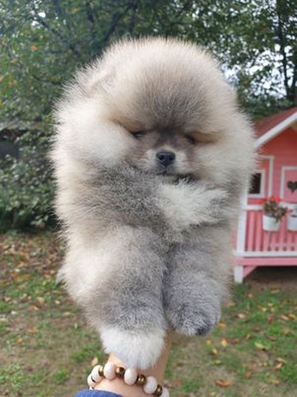 Pomeranac Boo medvedić, prelepo štene - foto povečava