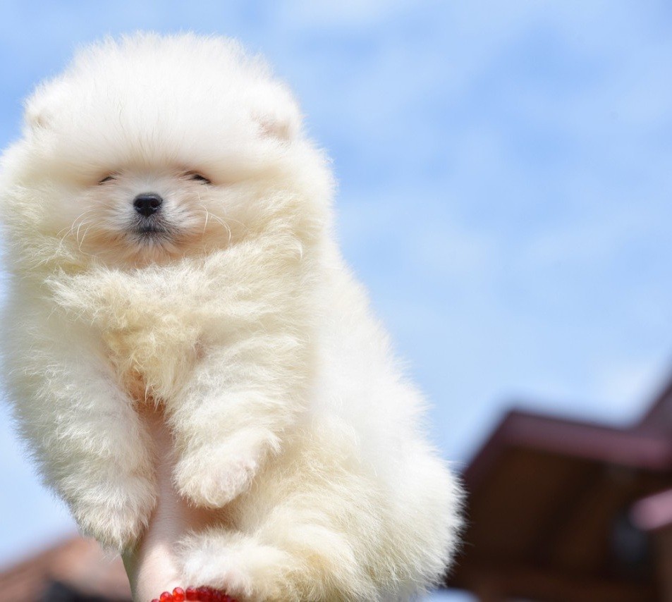 Pomeranac Boo štenci izuzetnog kvaliteta - foto povečava
