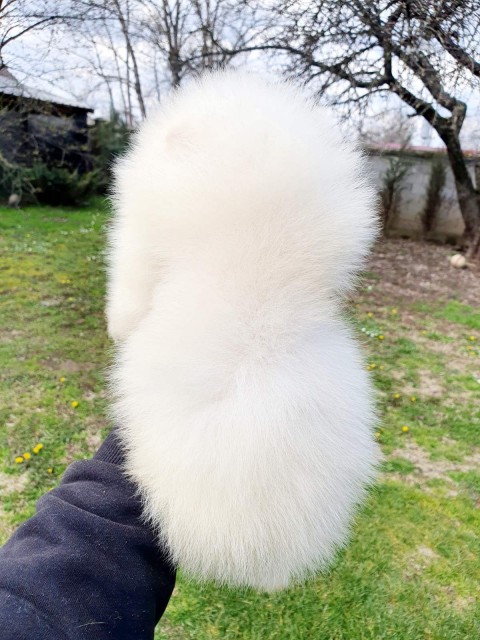 Pomeranac Boo štenci izuzetnog kvaliteta - foto