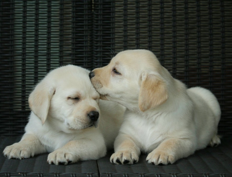 Prelepi, čistokrvni štenci labradora  - foto povečava