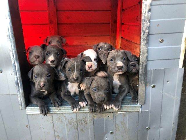 Pit bull Bluenose štenci  - foto povečava