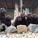Labrador Retriver štenci čokoladni (braon)