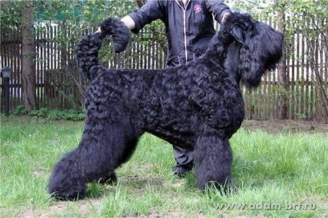 Crni ruski terijer štenci - foto