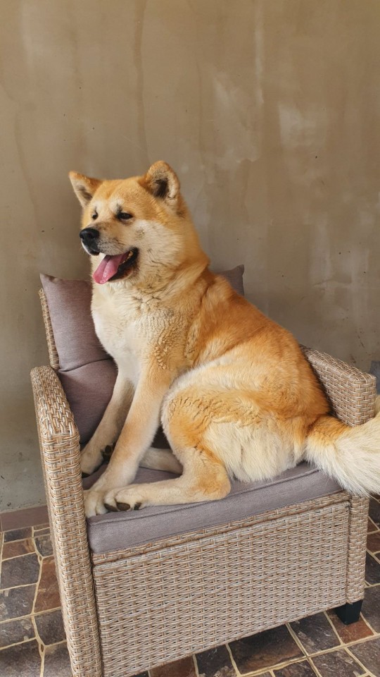 Japanska akita inu štenci  - foto povečava