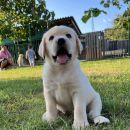 Labrador Retriver štenci prodaja