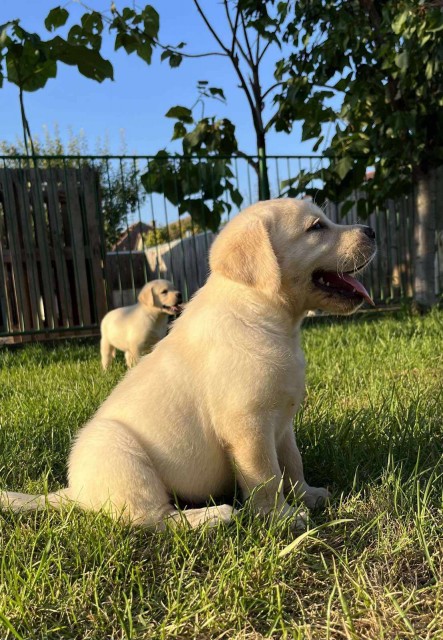 Labrador Retriver štenci prodaja - foto