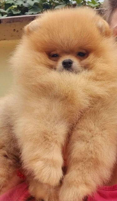 Pomeranac Boo vrhunsko muško štene - foto