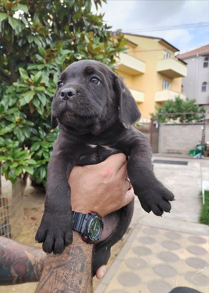 Cane Corso štenci, izvrsnog porekla prodaja - foto povečava