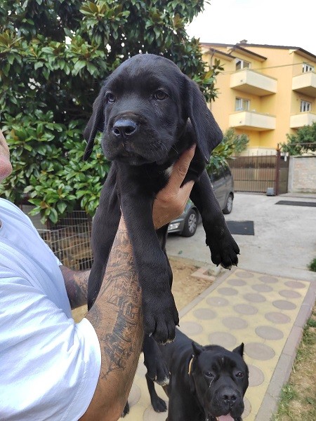 Cane Corso štenci, izvrsnog porekla prodaja - foto