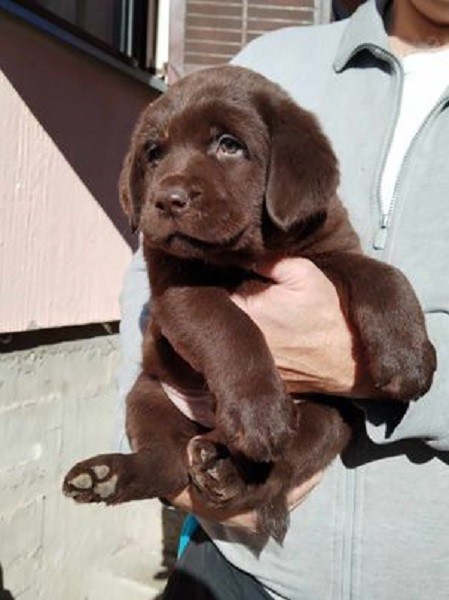 Labrador retriver štenci u ponudi - foto povečava
