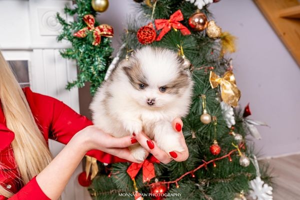 Pomeranac štenci vrhunskog porekla - foto