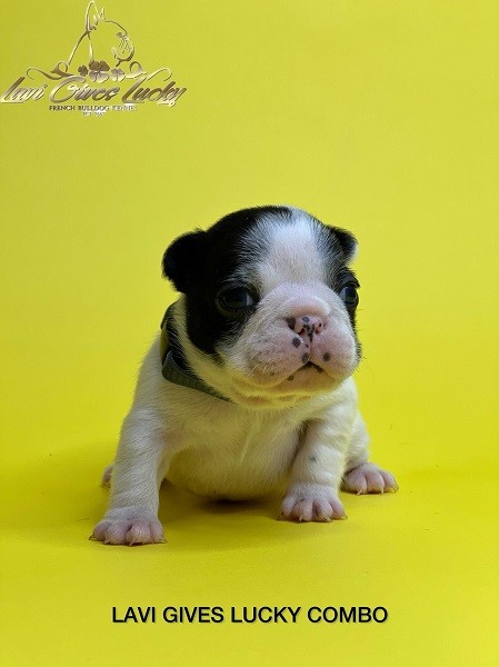 Francuski buldog vrhunski štenci - foto povečava