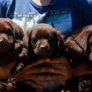 Labrador Retriver štenci prvoklasni