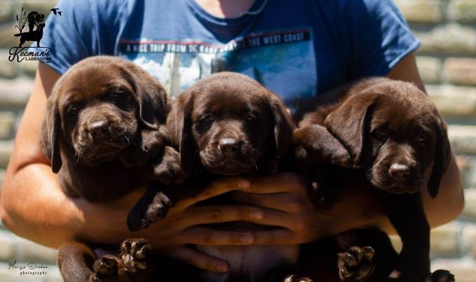 Labrador Retriver štenci prvoklasni - foto povečava