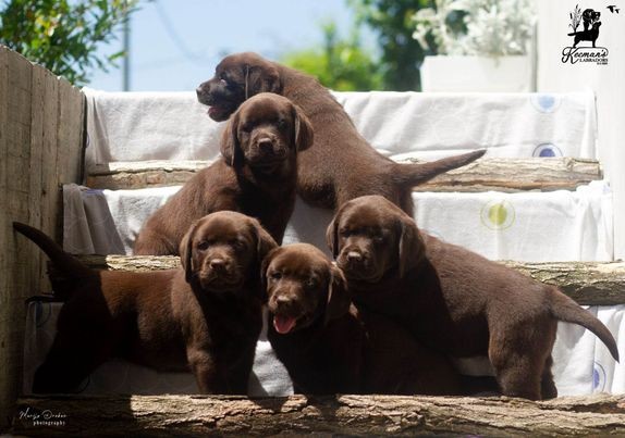 Labrador Retriver štenci prvoklasni - foto