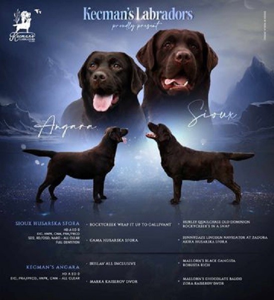Labrador Retriver štenci prvoklasni - foto povečava