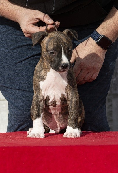 Američki Stafordski terijer štenci internacio - foto povečava