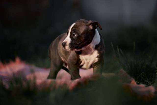 Pit bul prelepi štenci - foto