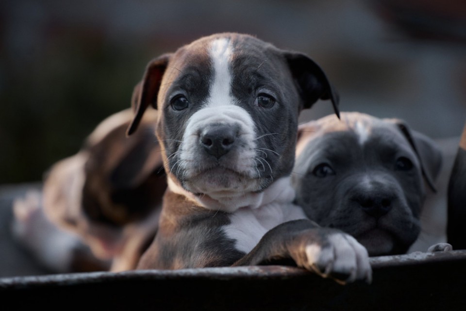 Pit bul prelepi štenci - foto povečava