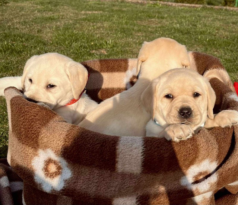 Labrador retriver štenci U ponudi dva legla  - foto povečava