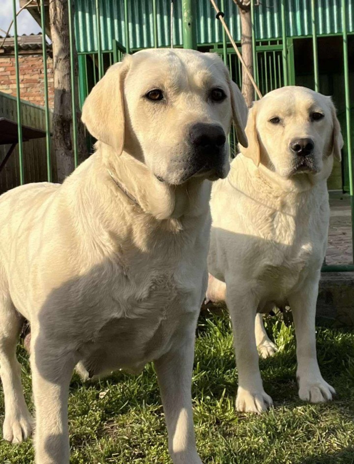 Labrador retriver štenci U ponudi dva legla  - foto povečava