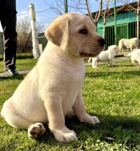 Labrador retriver štenci U ponudi dva legla  - foto