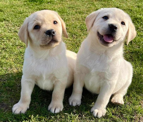 Labrador retriver štenci U ponudi dva legla  - foto