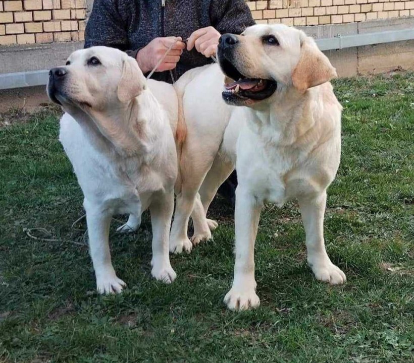 Labrador retriver štenci braon i beli - foto povečava
