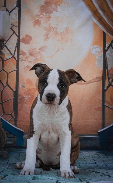 Američki Stafordski terijer štenci  prodaja - foto