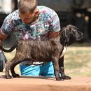 Cane Corso štenci prodaja