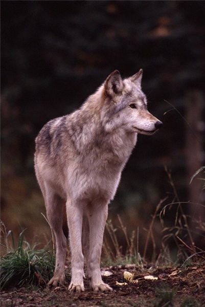 Volkovi - foto