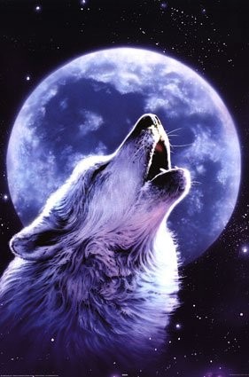 Volkovi - foto povečava