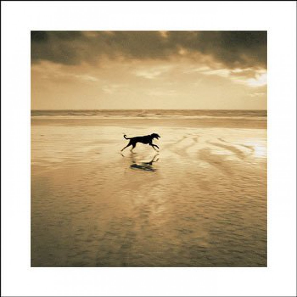 dog on beach