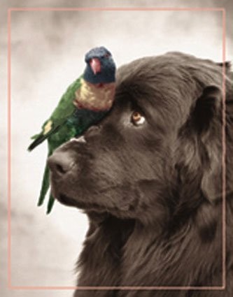 Dog and bird