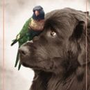 dog and bird