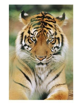 Tigri - foto