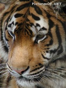 Tigri - foto povečava