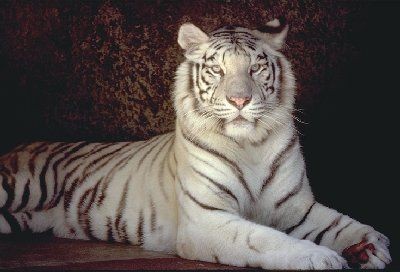 Tigri - foto povečava