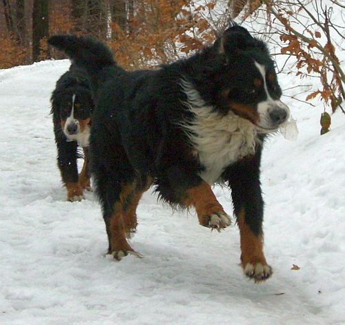 Setnja jankomir i sljeme 13.1.08 - foto povečava