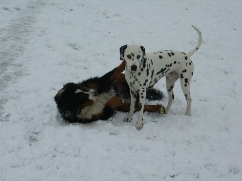 Pia&zen na snijegu - foto povečava