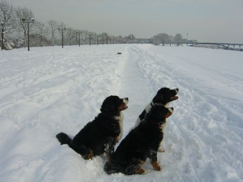 Pia&zen na snijegu - foto povečava