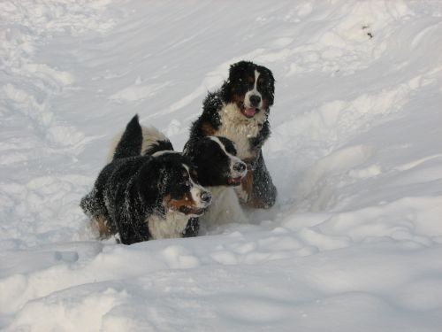 Pia&zen na snijegu - foto